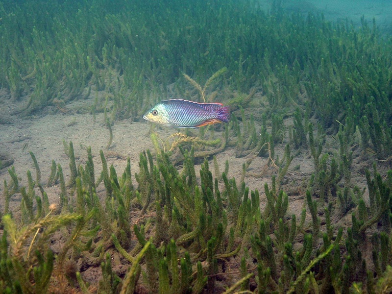 Protomelas kirkii 'Chiofu Bay'